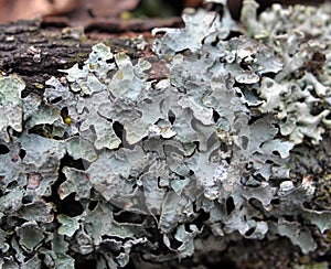 Parmelia sulcata is a species of lichen of the genus Parmelia (Parmelia) of the Parmeliaceae family.o