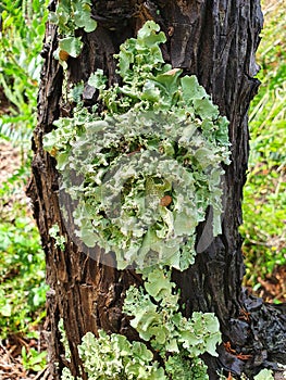 Parmeliaceae,  litchen cape town south africa