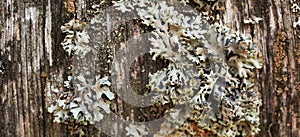 Parmeliopsis on bark of tree. Macro lichen