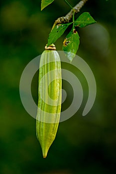 Parmentiera edulis, Candle Tree