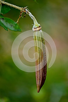 Parmentiera edulis, Candle Tree