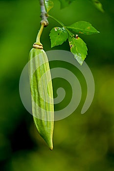 Parmentiera edulis, Candle Tree