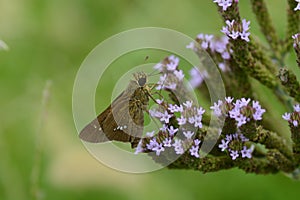 Parnara guttata and Brazilian vervain