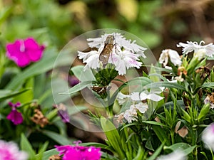 Parnara guttata straight swift butterfly on flowers 1