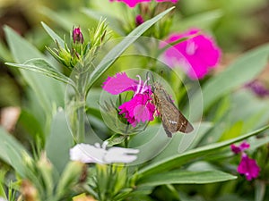 Parnara guttata straight swift butterfly on flowers 2