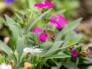 Parnara guttata straight swift butterfly on flowers 3