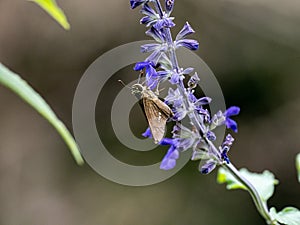 Parnara guttata straight swift butterfly on flowers 5