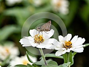 Parnara guttata straight swift butterfly on flowers 6