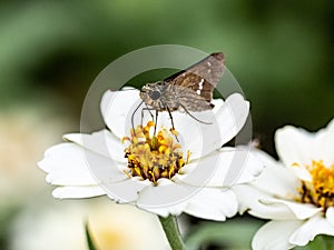 Parnara guttata straight swift butterfly on flowers 8