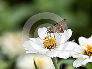 Parnara guttata straight swift butterfly on flowers 9