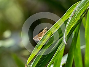 Parnara guttata straight swift butterfly on a leaf 1