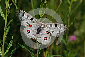 Parnasius apollo butterfly Xprotected law