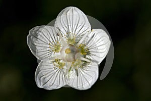 Parnassia, Grass of Parnassus, Parnassia palustris