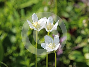 Parnassia palustris, commonly called marsh grass of Parnassus, northern grass-of-Parnassus, and bog-star