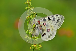 Parnassius Apollo 595