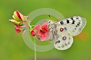 Parnassius Apollo 98