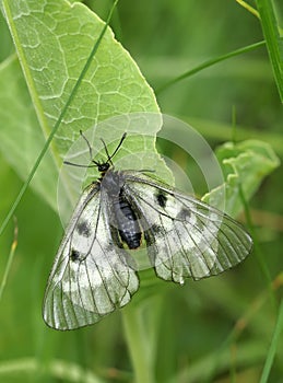 Parnassius mnemosyne