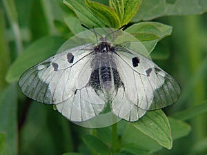 Parnassius mnemosyne butterfly photo