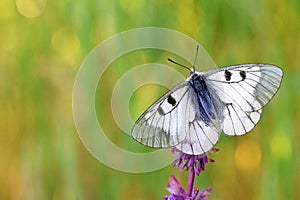 Parnassius mnemosyne , The clouded Apollo butterfly , butterflies of Iran photo