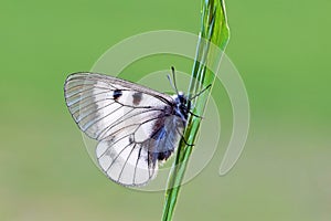 Parnassius mnemosyne , The clouded Apollo butterfly , butterflies of Iran photo