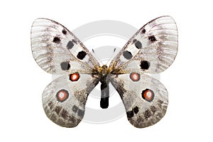 Parnassius nomion