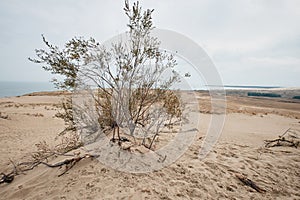 Parnidis Dune in Nida, Lituania photo