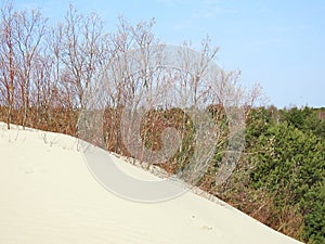 Parnidis dunes in Neringa, Lithuania photo