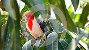 Paroare Bird in Bolivian rainforest, south America.