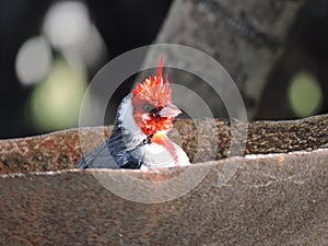 Cardenal dentro de una fuente de agua tomando un baÃÂ±o photo