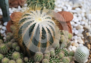 Parodia cactus Eriocactus, succulent plant with a green stem, round-shaped, spike, and wool on top.