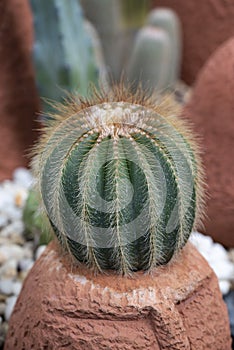 Parodia cactus Eriocactus, a succulent plant with a green stem, round-shaped, spike, and wool on top.