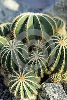 Parodia scopa cactus succulent plant many buds photo