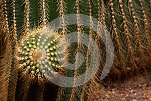 Parodia claviceps Soegazz. CACTACEAE.