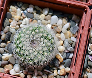 Parodia formosa cactus in a pot