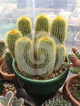 Parodia leninghausii cactus