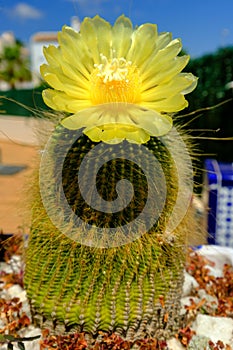 Parodia leninghausii is South American cactus photo