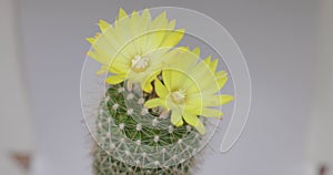 Parodia lenninghausii, Close-up yellow tower cactus with yellow flower bloom. Cactus is a popular cactus with thorns and is highly