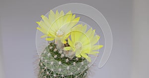 Parodia lenninghausii, Close-up yellow tower cactus with yellow flower bloom. Cactus is a popular cactus with thorns and is highly