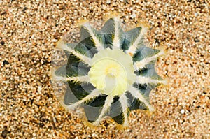 Parodia magnifica