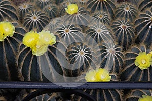 Parodia magnifica Cactaceae