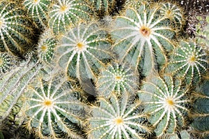 Parodia magnifica cacti
