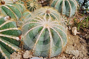 Parodia magnifica cactus.