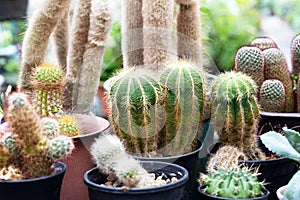 Parodia magnifica cactus and other types of cactus in a pots