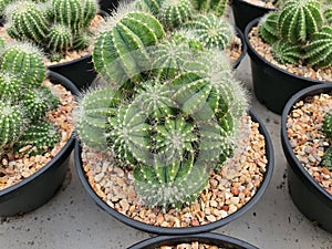 Parodia magnifica cactus, a succulent plant native to Brazil. Round and tall
