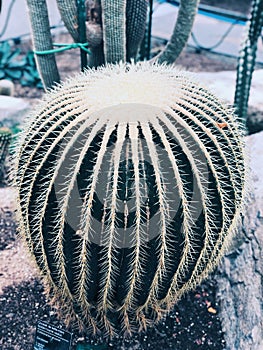 Parodia magnifica growing inside Montreal Garden greenhouse