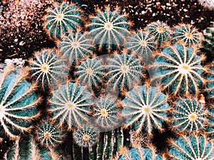 Parodia magnifica growing inside Montreal Garden greenhouse