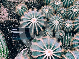 Parodia magnifica growing inside Montreal Garden greenhouse