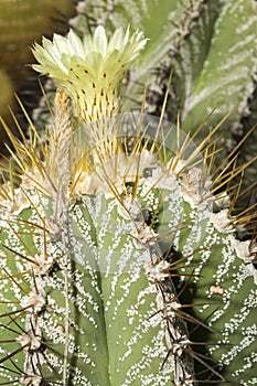 Parodia magnifica succulent plant with flower