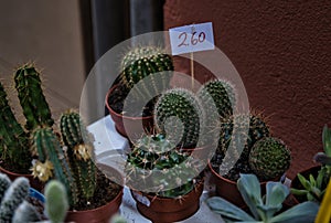 Parodia scopa cactus. Street sales. photo