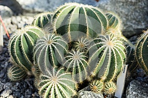 Parodia scopa cactus succulent plant many buds